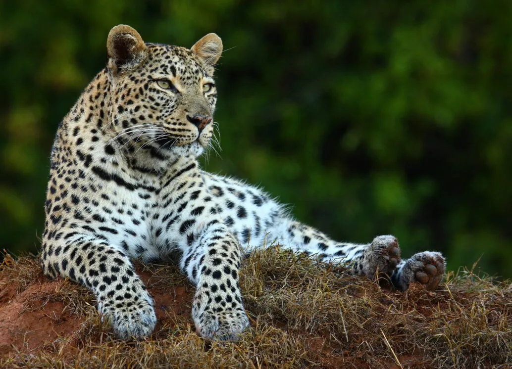 Shamwari Eagles Crag Lodge - 15